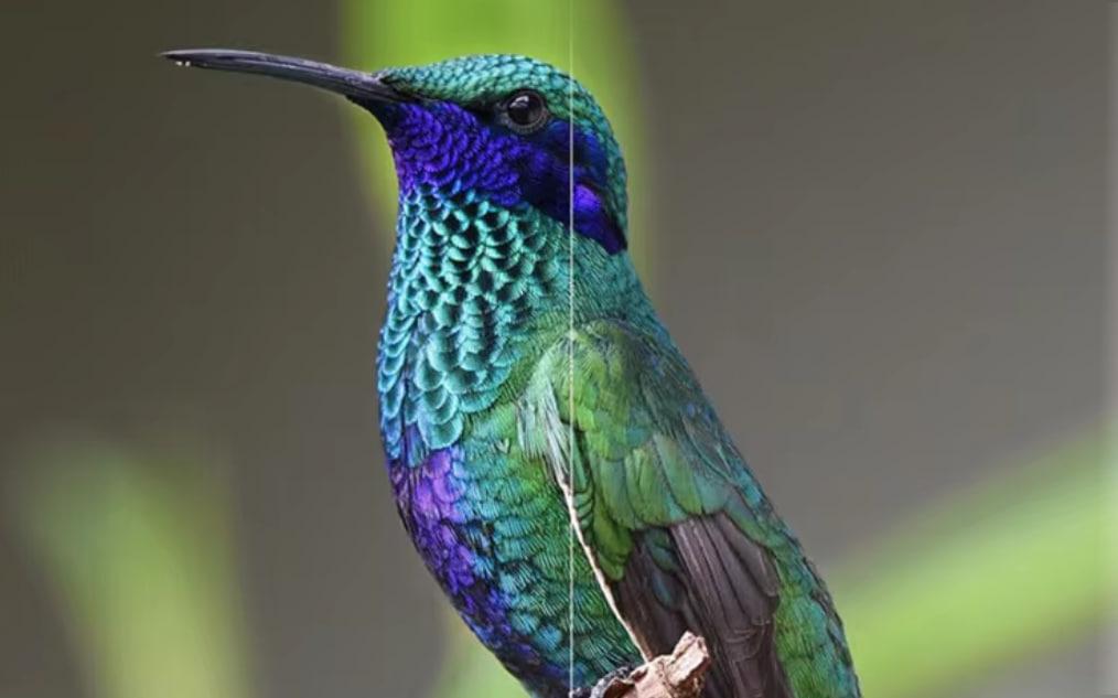 Optoma X343 Projector Showing True Color Image with XGA Resolution During Daylight